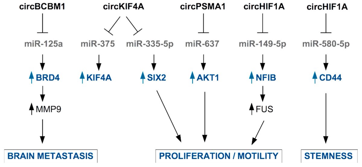 Non_Coding_RNA's tweet photo. #Most_Viewed_2022 Silvia Di Agostino et al. discussed "#Secreted  Non-Coding #RNAs: Functional Impact on the Tumor #Microenvironment and  Clinical Relevance in Triple-Negative Breast Cancer" @MDPIBiologySubj
👉Enjoy reading: https://t.co/uxxJuAVFRW https://t.co/aMsfwGjxhF