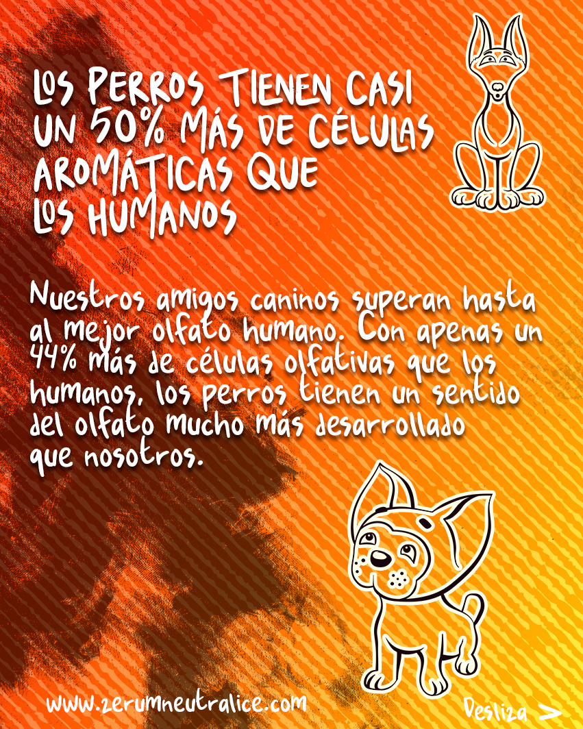 ZerumNeutralice's tweet photo. 5 CURIOSIDADES SOBRE LOS OLORES 💥🌬👃
Los buenos olores nos hacen felices 🌈
El olfato en primavera y verano suele mejorar.🍃
.
#zerum #sentido #smell #sabor #curiosidades #mascotas #primavera #neutralizador #growshop #zerumpro https://t.co/mKurUsC4Qr