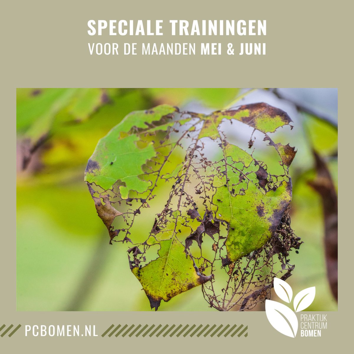 Nog voor de zomer je kennis vergroten? 🌳

🟢 2-daagse training Handboek bomen op 26 en 31 mei
bit.ly/2V3z2gs 
🟢 Ziekten en aantastingen op 17 mei
bit.ly/327ygAt
🟢 2-daagse training Plantenkennis Zomerkenmerken op 25 mei en 1 juni
bit.ly/3rqXTJa
