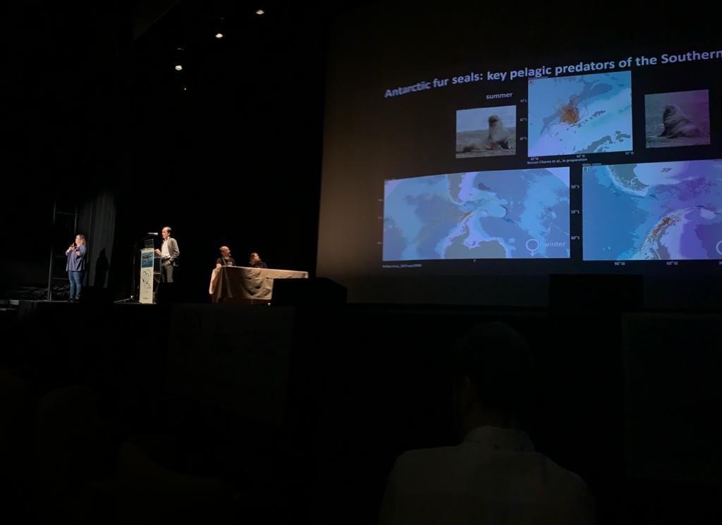 MarMegaFaunaUB's tweet image. at #ECSconference2023 @LuisCardonaPas1 explaining the effects of global warming on Antarctic fur seal population 🦭  and Alex Aguilar opening as keynote speaker the session of the third day talking on the commercial whaling in the Iberian peninsula in the XX century 🐋