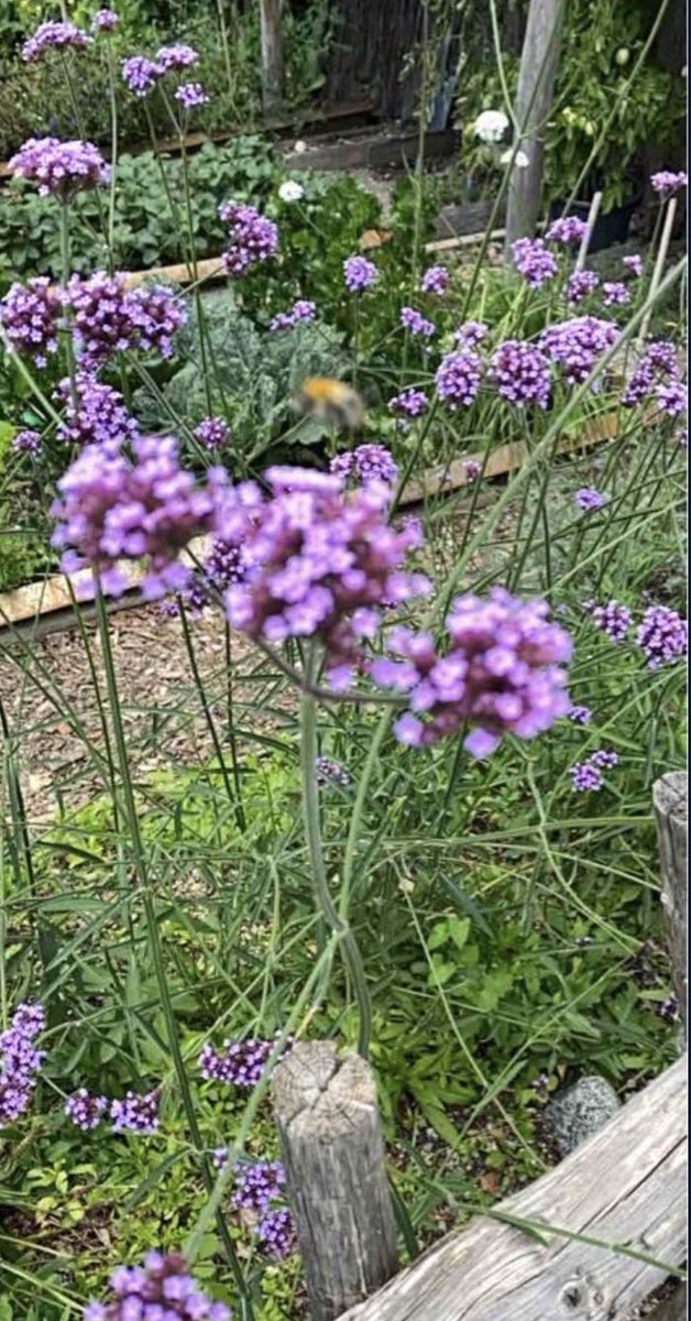 Die Spitzenapp <a href="/Flora_Incognita/">Flora Incognita</a> feiert heute Geburtstag! 🥳 Für alle Biolehrkräfte aus dem #twlz und von #BayernEdu ein absolutes Muss. Eine meiner Beobachtungen war die Artentinische Verbene im Zoo Hellabrunn!