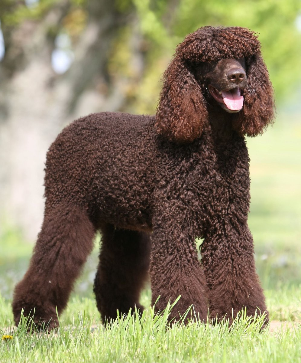 🐶🐾 Adorable Irish Water Spaniel puppies available for adoption! 🐾🐶

Rare breed
Curly brown coat and webbed feet
Excellent swimmers
Friendly and intelligent personalities
DM for more info! #IrishWaterSpaniel #PuppiesForAdoption #DogLovers 🐾🏊‍♂️💕