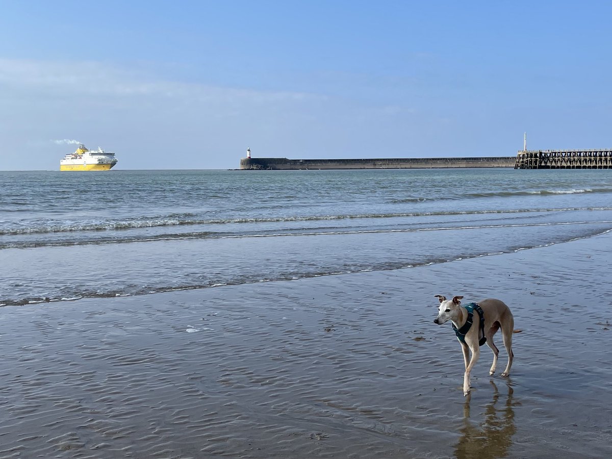 Taking a walk on the beach #sand #dogs #whippets #Newhaven #Sussex #ferry