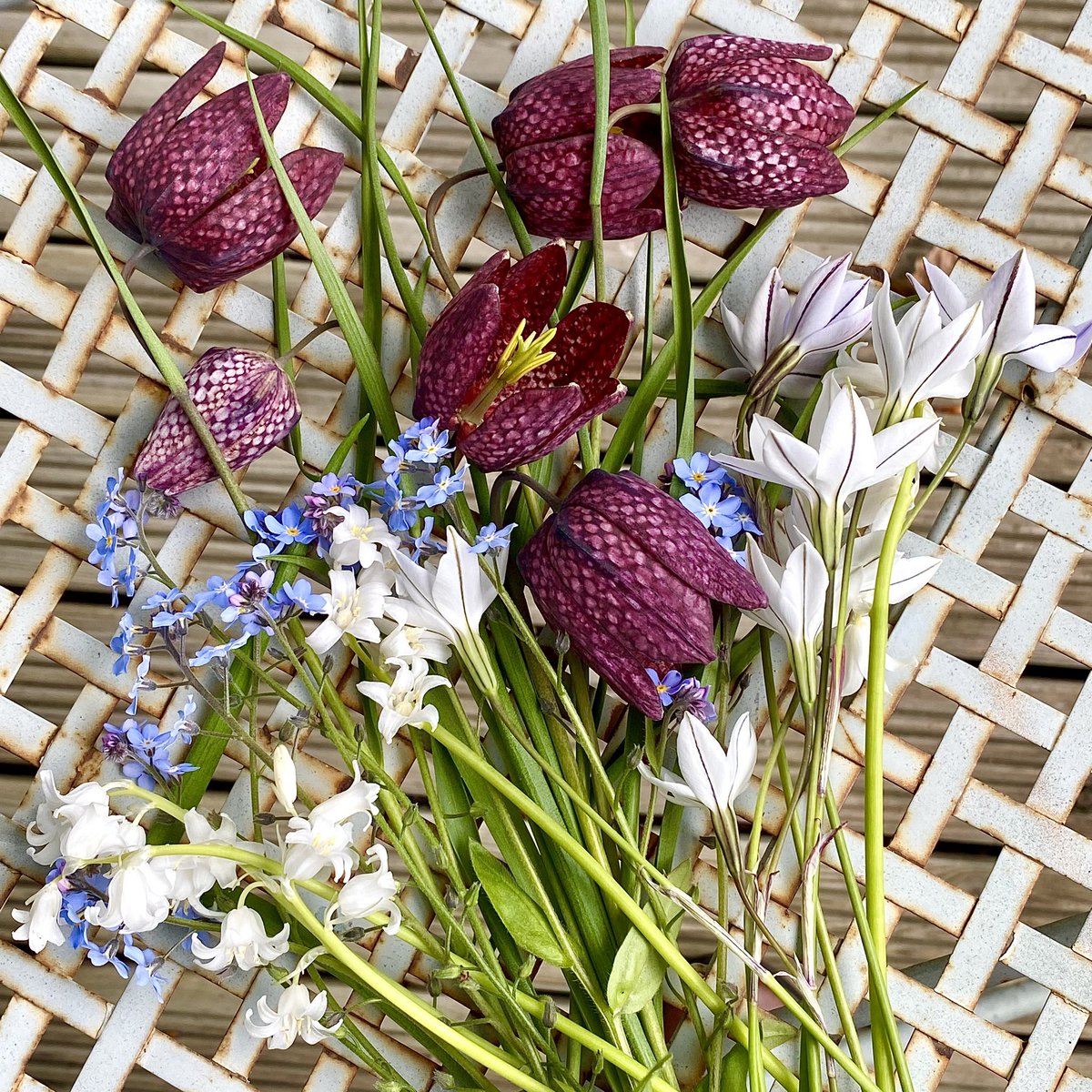 Yesterday I cleared out my large flower press, ready to press this year’s plants. I was so pleased to discover these butterfly-like, pressed foxglove petals - an experiment! New plants being pressed, to make cyanotypes, are fritillaries, bluebells, starflowers &amp; forget-me-nots.