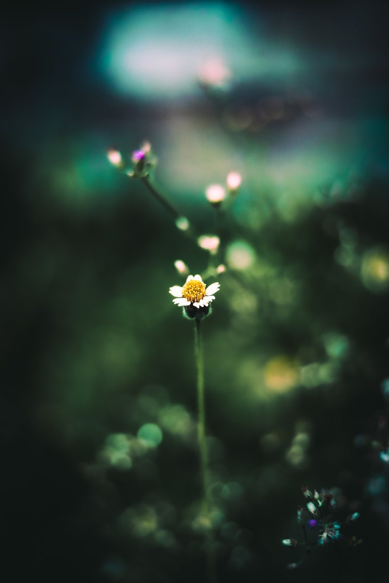 MadhavanAjin's tweet image. Happy clicking photographers..📸
I think f /1.2 is too much🤔!
#photography 
#flora