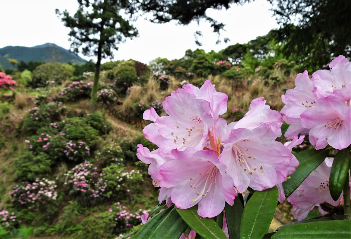 venayamaguchi's tweet photo. Este abril, los rododendros de Tawarayama han vuelto a florecer: 30.000 ejemplares de 170 especies a lo largo de 5 hectáreas que fueron propiedad de Tetsuo Kanegawa, un enamorado de estas flores que dedicó sus días a convertir este lugar en un pequeño paraíso lleno de color. https://t.co/ap0da5MXZW