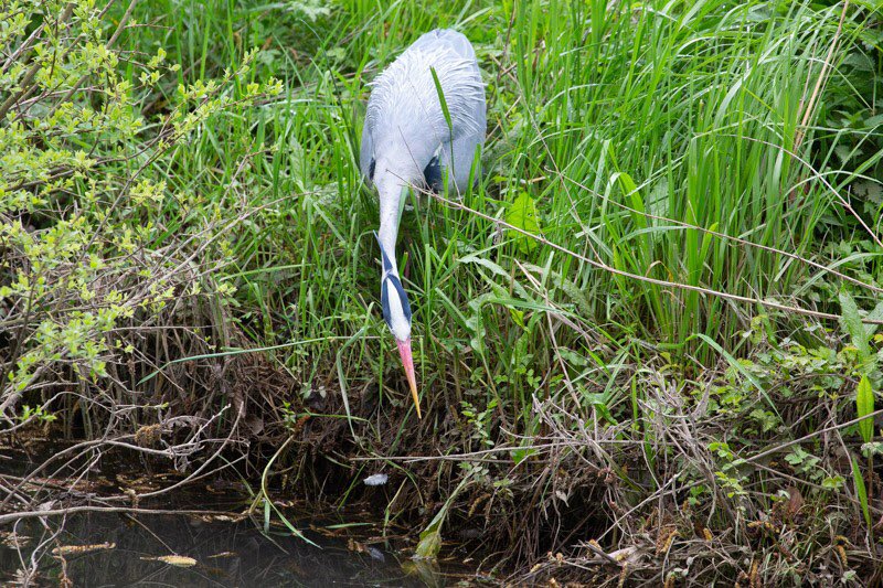 magdalenoxford's tweet photo. We’ve never seen #grumpyheron look like this before! Terrifying 😡

Thanks to visitor Tom Nicholson-Lailey for sharing these brilliant shots.

If you visit us and see something you think our followers would like to see, email us at communications@magd.ox.ac.uk https://t.co/hHLIFhuPcV