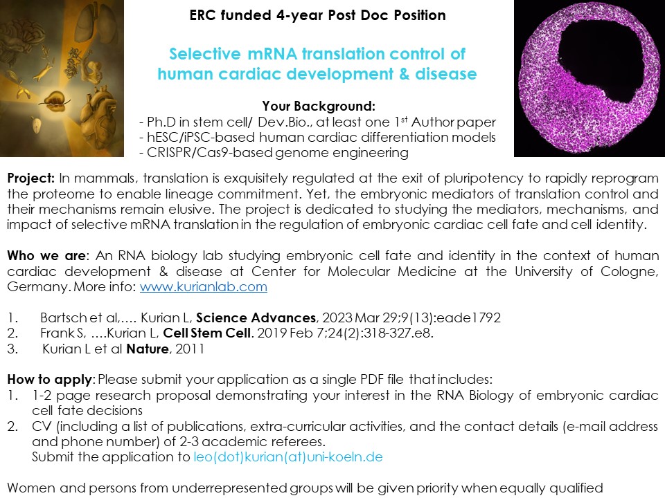 Organoid News On Twitter RT KurianLab We Are Hiring ERC Funded 4 organoid-news-on-twitter-rt-kurianlab-we-are-hiring-erc-funded-4