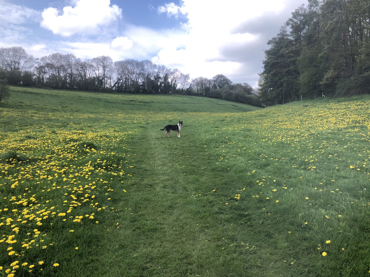 A drift of dandelions near Swinbrook yesterday.