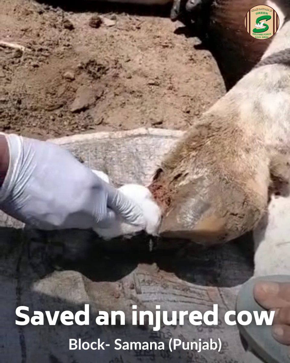 GreenSwelfares's tweet photo. The human ability to help other needy creatures and improve their lives is a superpower!
Kudos to #DeraSachaSauda volunteers for saving an injured cow with the inspiration of Saint Dr @GurmeetRamRahim Singh Ji Insan! Their dedication towards #animalwelfare is truly inspiring! 🙌🏼 https://t.co/PqKKAQM8D0