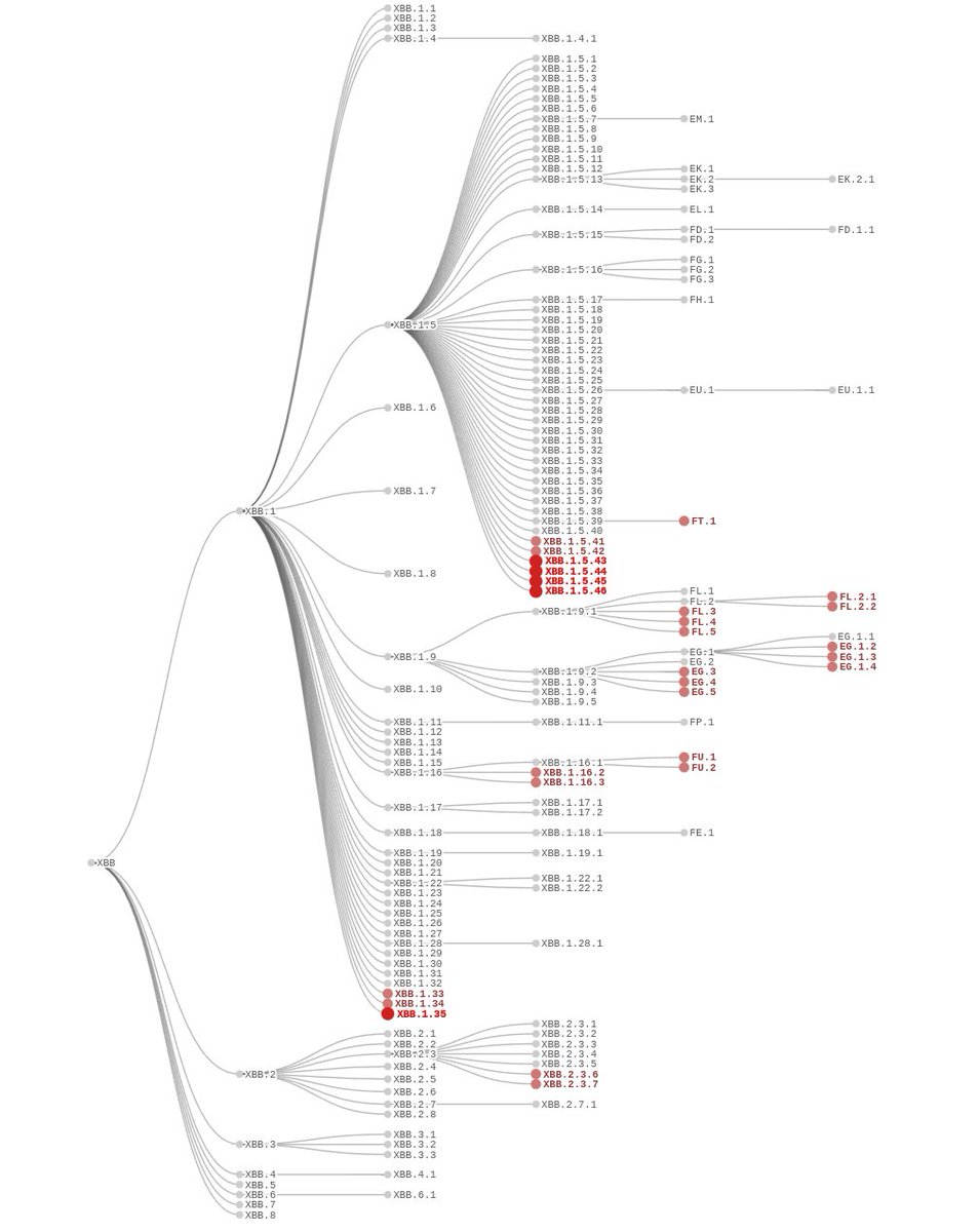 CiscoRucinski's tweet photo. #SARSCoV2 #PhylogeneticTree for XBB
- First picture shows recently added variants.
- Second picture shows variants recognized by #NextClade
LINK: https://t.co/N4n63umME4 https://t.co/1hRiaEK2xp
