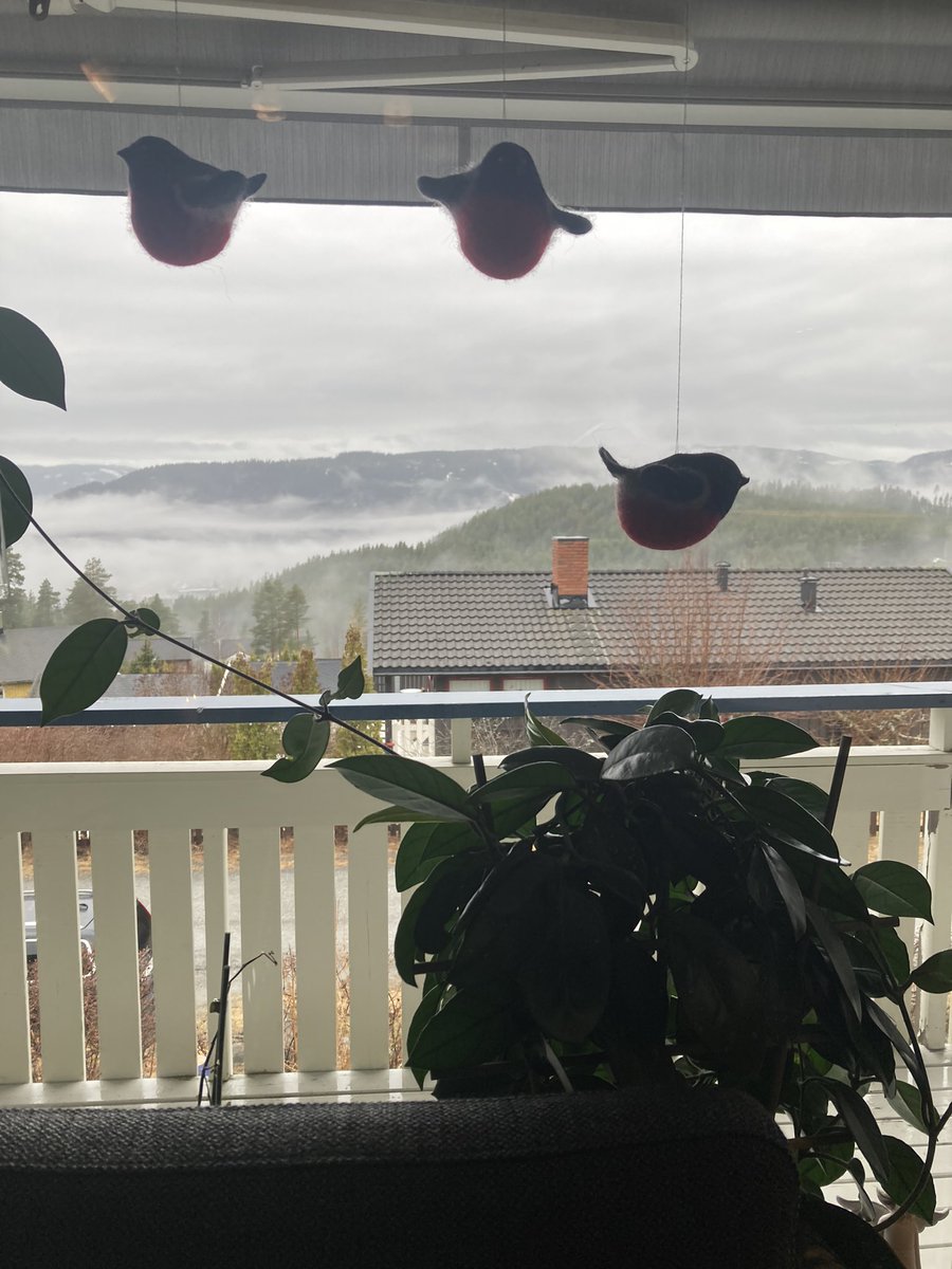 pikeiscool's tweet photo. Everyone look at this super cool plant https://t.co/P03TEiFvt2
