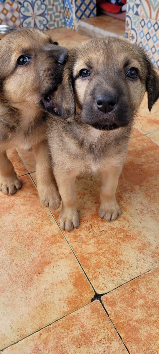 Takao, 3 meses, busca  familia, será  de mediano a grande, se tiraron a un contenedor de basura junto a sus hermanos dentro de una bolsa y se han criado a biberon, ya es hora de tener un hogar y ser felices, el albergue no es sitio tf 669066967