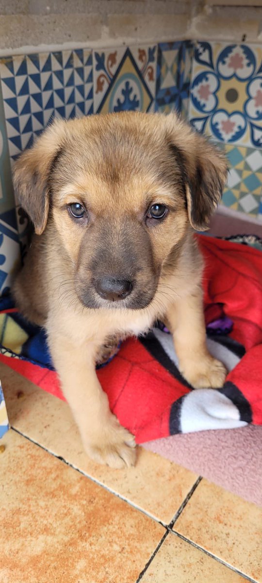 elbosque_org's tweet photo. Takao, 3 meses, busca  familia, será  de mediano a grande, se tiraron a un contenedor de basura junto a sus hermanos dentro de una bolsa y se han criado a biberon, ya es hora de tener un hogar y ser felices, el albergue no es sitio tf 669066967 https://t.co/hW1Clei7LI