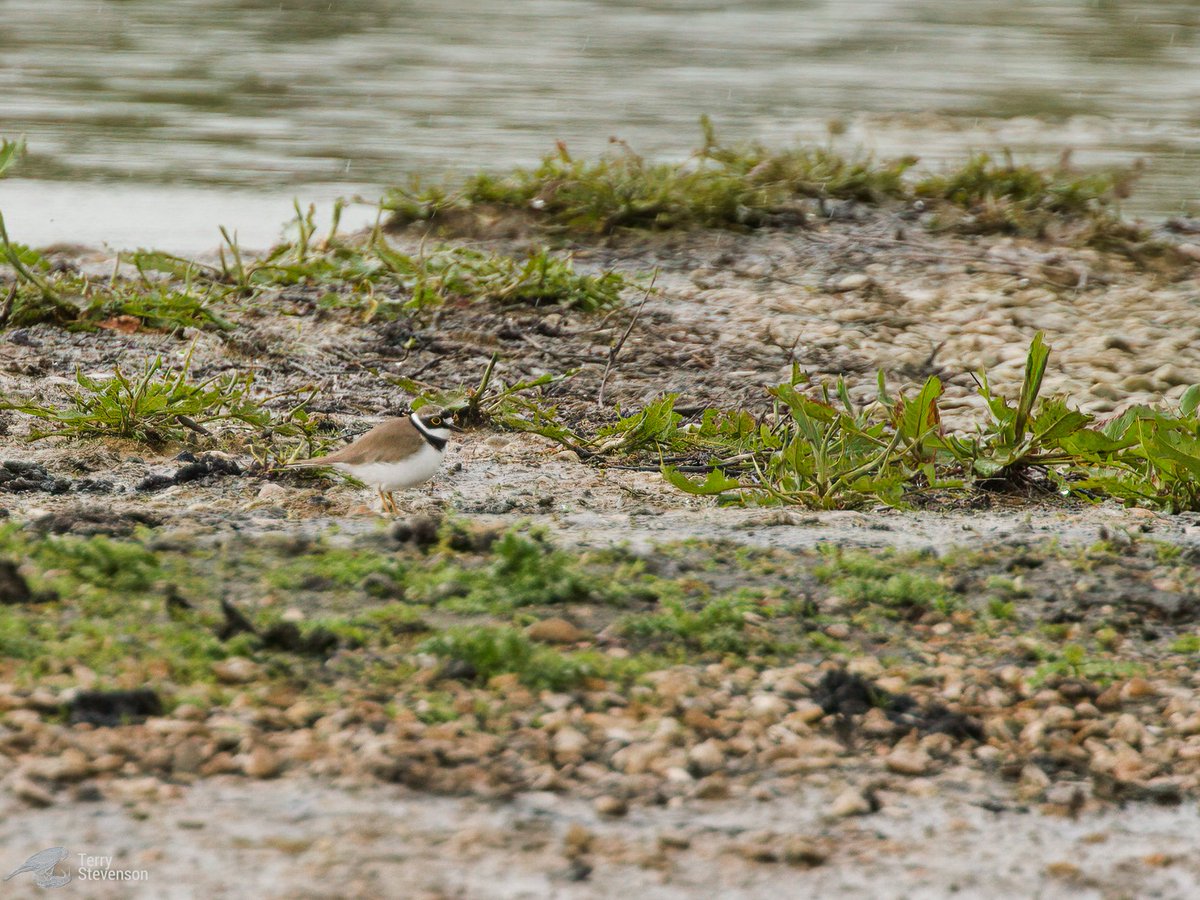 Chulavista21's tweet photo. On the #Rushy @slimbridge_wild late yesterday, a single #Little_Ringed_Plover #GlosBirds https://t.co/oXs64ropz9