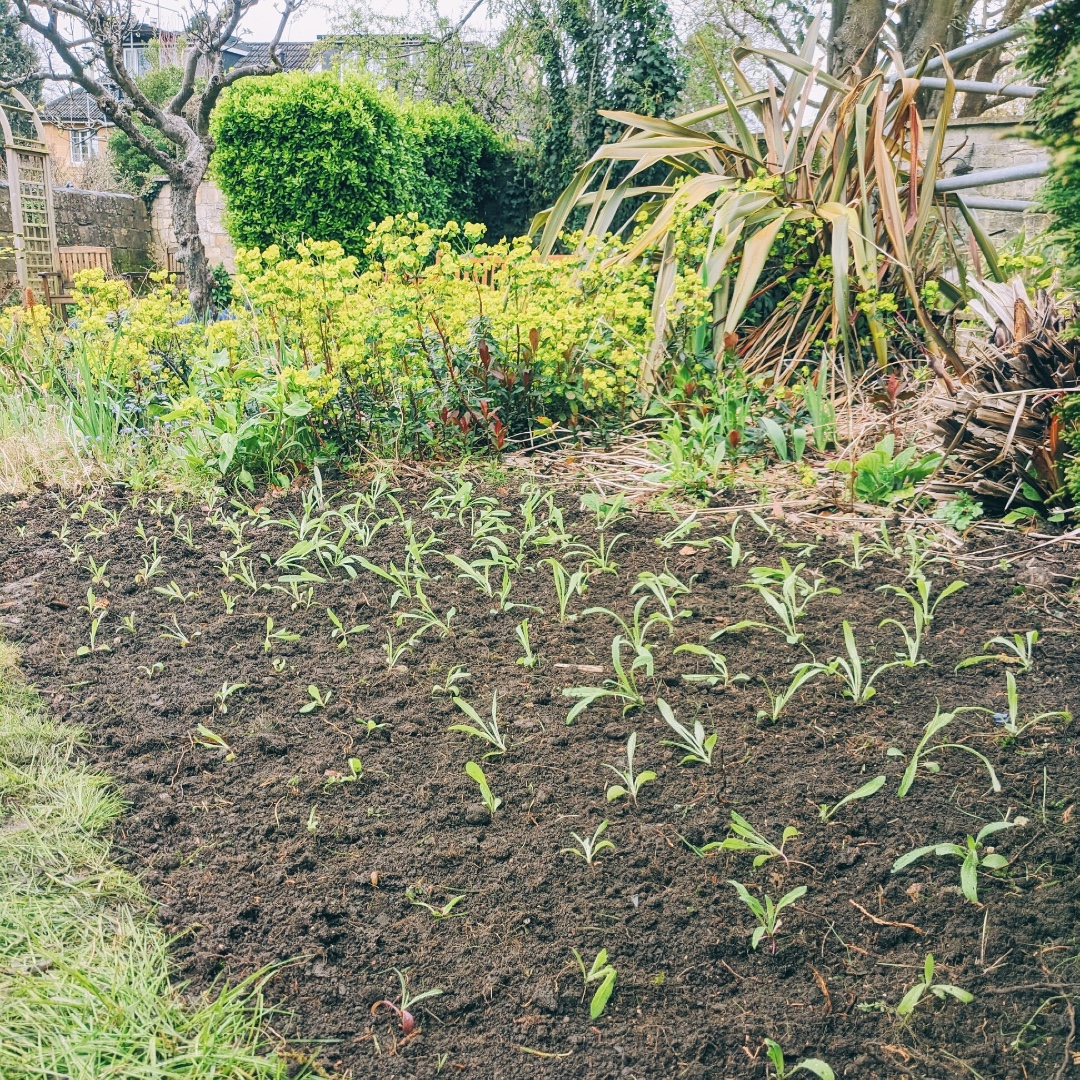 FlourishFHK's tweet image. Our wonderful staff volunteering at Stratton House care home in Bath 🌱🌻🍃 

Planting, gardening and lovely chats with the residents. Bringing smiles and making a difference 💬

#gardening #volunteering #carehome #bath #planting #sprouting #seedlings #gardenmakeover #community