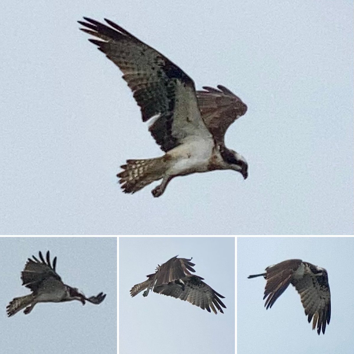 StevePa46290725's tweet photo. Last nightโs Osprey fishing in Lytchett Bay #osprey https://t.co/wQbfdRUzMi