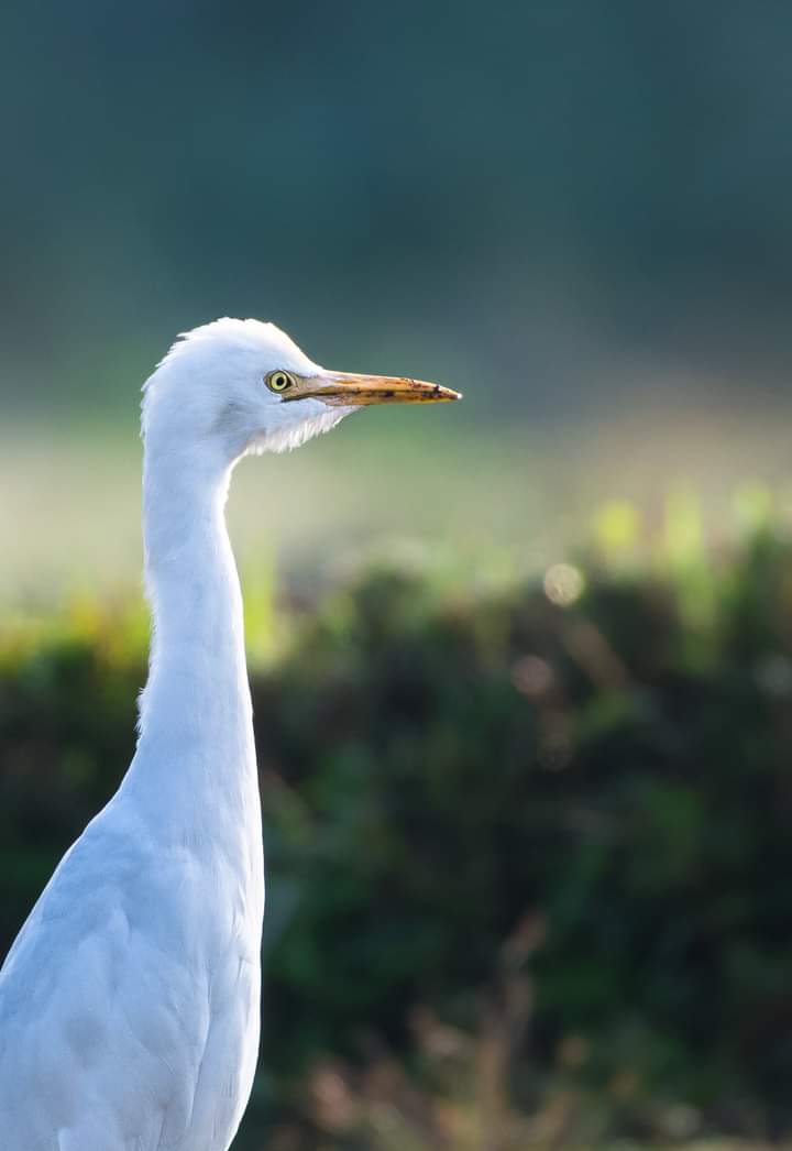 Good evening everyone.........
Beautiful Egret.
Come dance and sing with me.
I believe humanity should be the only religion.