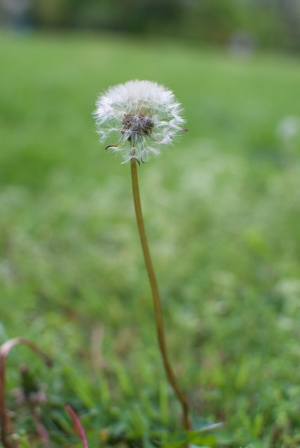 In the name of science, what do you call the white flower that you blow away? I am aware that it's also a dandelion, but lets be real, does anyone actually call them that? 

What other names do you have for it?  #askingforafriend #literally
