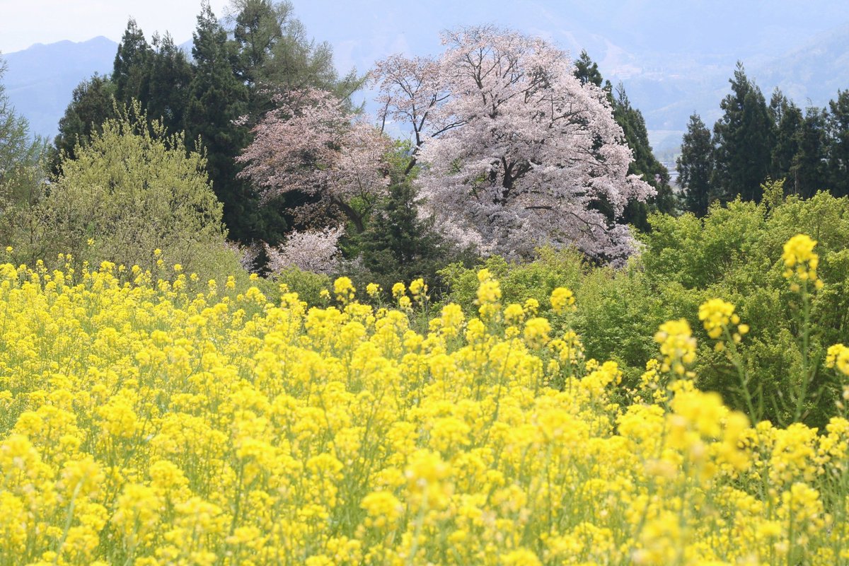 takaha0301's tweet photo. こんばんは。今日は２９回目の抗がん剤投与でした。やっぱり副作用がでてしまい夜は早めに休みます。昨日は元気だったので北信濃の菜の花公園に行きました。ここは
菜の花畠に、入日薄れ、
見わた山の端霞ふかし、
春風そよふく、空を見れば、
夕月かかりてにほひ淡し。
の朧月夜の舞台の１つです。 https://t.co/0bQNUCngMc