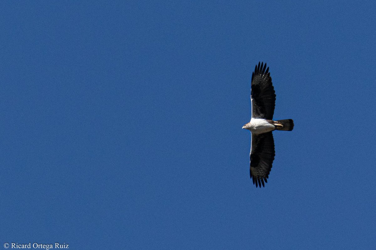 Dos bellezas que uno puede ver en el P. N. de Monfragüe: la majestuosa Águila imperial ibérica (Aquila adalberti) y la rara Águila perdicera (Aquila fasciata), poder fotografiarlas fue espectacular!🥰 Gracias @AlvaroLuna87 y @dr_tugo por el fin de semana!