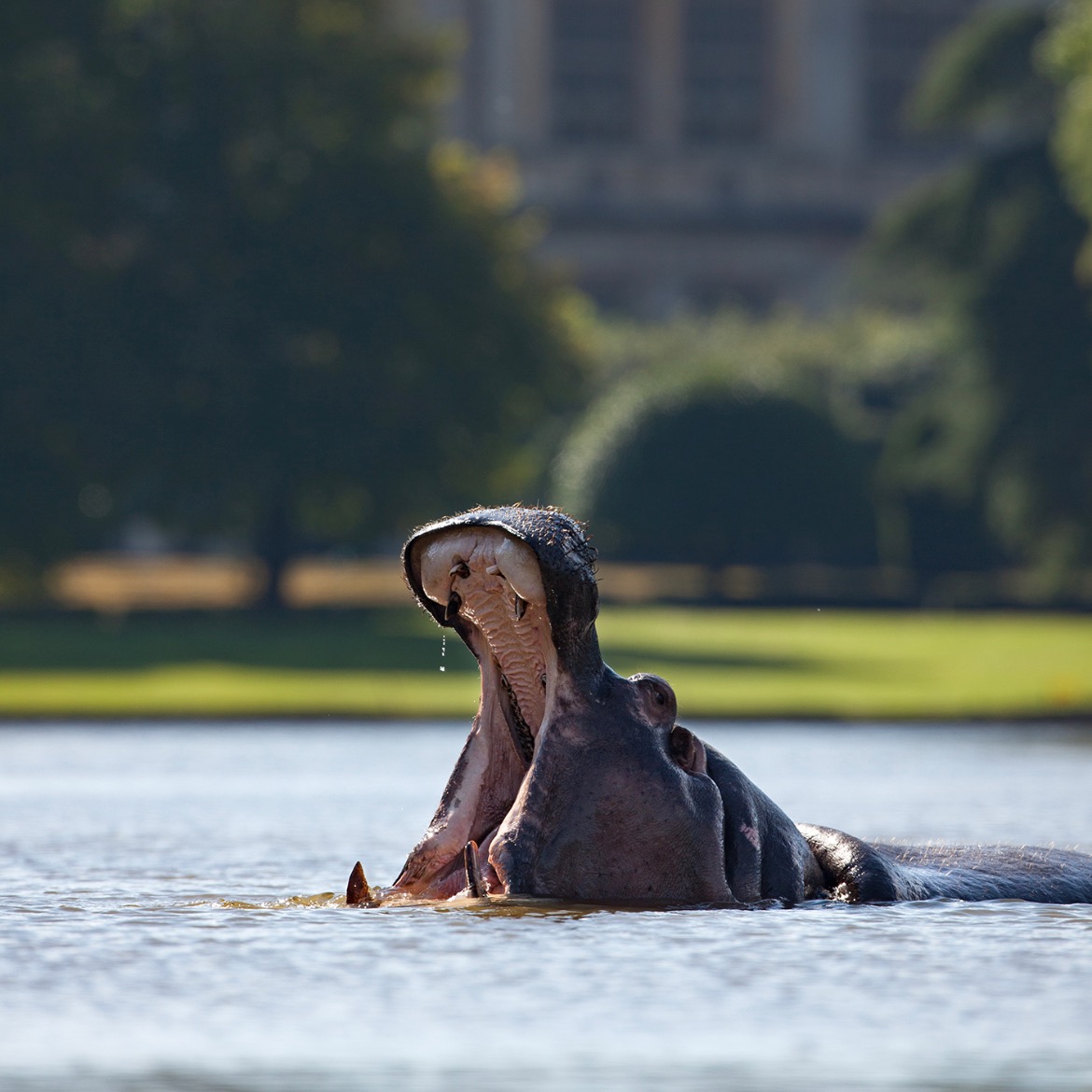 It is with great sadness that we say goodbye to one of our veteran animal residents - Hippopotamus, Sonia, has passed away peacefully at the grand old age of almost 50. Please do share your favourite Sonia sightings with us and help keep her memory alive.