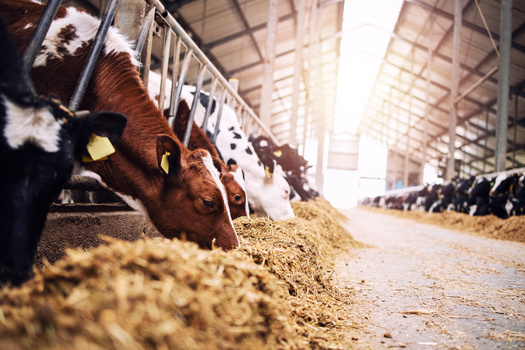 PNS_NH's tweet photo. Grants Help NH Farmers Keep Dairy Products Local https://t.co/yYB6L8OH12 https://t.co/zyUfwA5UKs