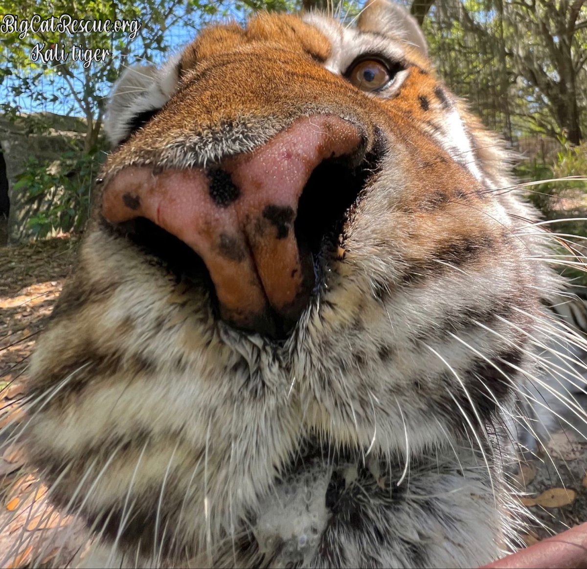 Good morning Big Cat Rescue Friends! ☀️ Kali Tiger checking in to see if you are up and at ‘em on this sunny Monday morning! Have a great day everyone! #GoodMorning #BigCats #BigCatRescue #Rescue #Cats #Monday #Florida #Sanctuary #Tiger #CaroleBaskin