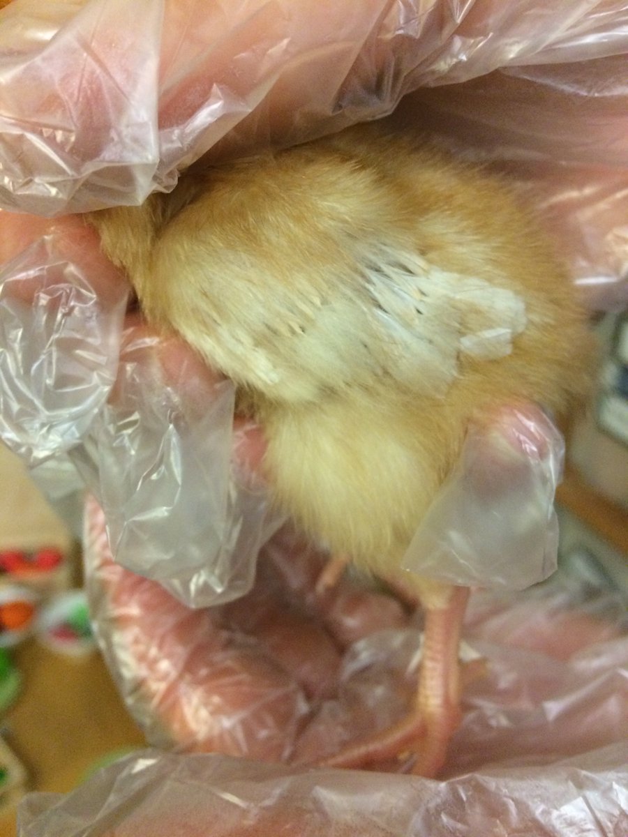 osbornecnweb's tweet photo. We spy some feathers growing on our Chicks! "That will help the fly better" 🐤 #AuthenticLearningExperiences @EAS_EarlyYears @Livingeggs @misshappyjones @BrimbleGaynor @FroebelTrust @NewportFIS https://t.co/2NqcwK87kA