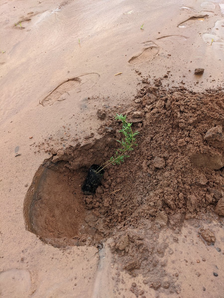 iambenjaminor's tweet image. Uhifadhi wa mazingira sio hiari ni Lazima, tuzingatie njia za kilimo rafiki Kwa mazingira.🙄🌿
#savetreesavelife.