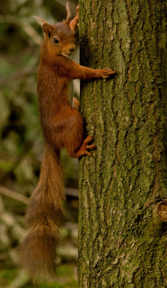 CuteSquirrel/Nature…🌳🐿️🎶