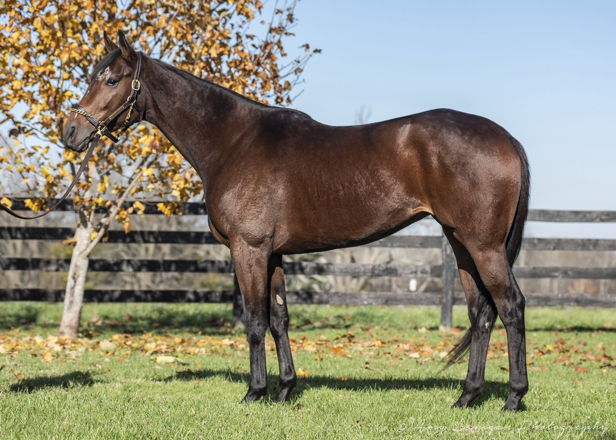 NatalmaBldstk's tweet photo. Natalma #MareMonday SHOW ME THE GOLD (Medaglia d’Oro) out of G2wG1p DECEPTIVE VISION, she is a 1/2 to the $650k sale topper ANCIENT PEACE. She has a fantastic colt by @winstarfarm Speightstown for 2023 and visits @lanes_endfarm Flightline this year. #NatalmaBloodstock https://t.co/0MVvl7A6RA