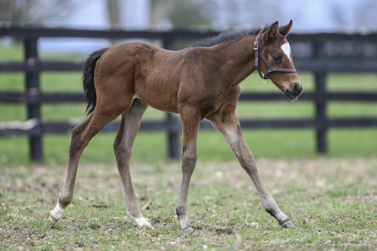 NatalmaBldstk's tweet photo. Natalma #MareMonday SHOW ME THE GOLD (Medaglia d’Oro) out of G2wG1p DECEPTIVE VISION, she is a 1/2 to the $650k sale topper ANCIENT PEACE. She has a fantastic colt by @winstarfarm Speightstown for 2023 and visits @lanes_endfarm Flightline this year. #NatalmaBloodstock https://t.co/0MVvl7A6RA