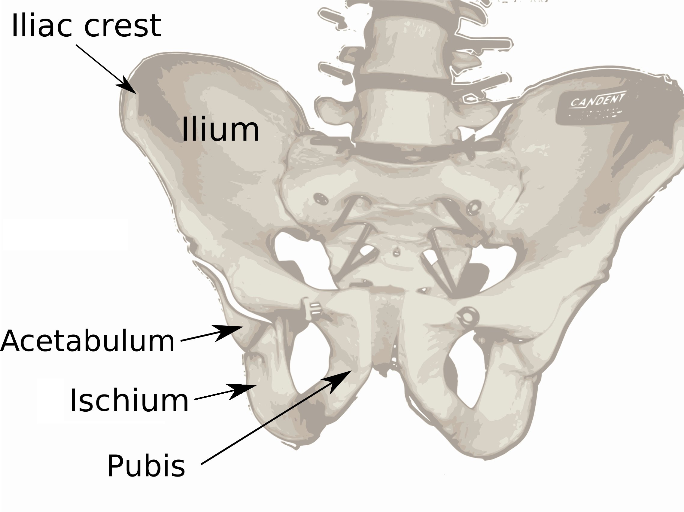 Ilium анатомия
