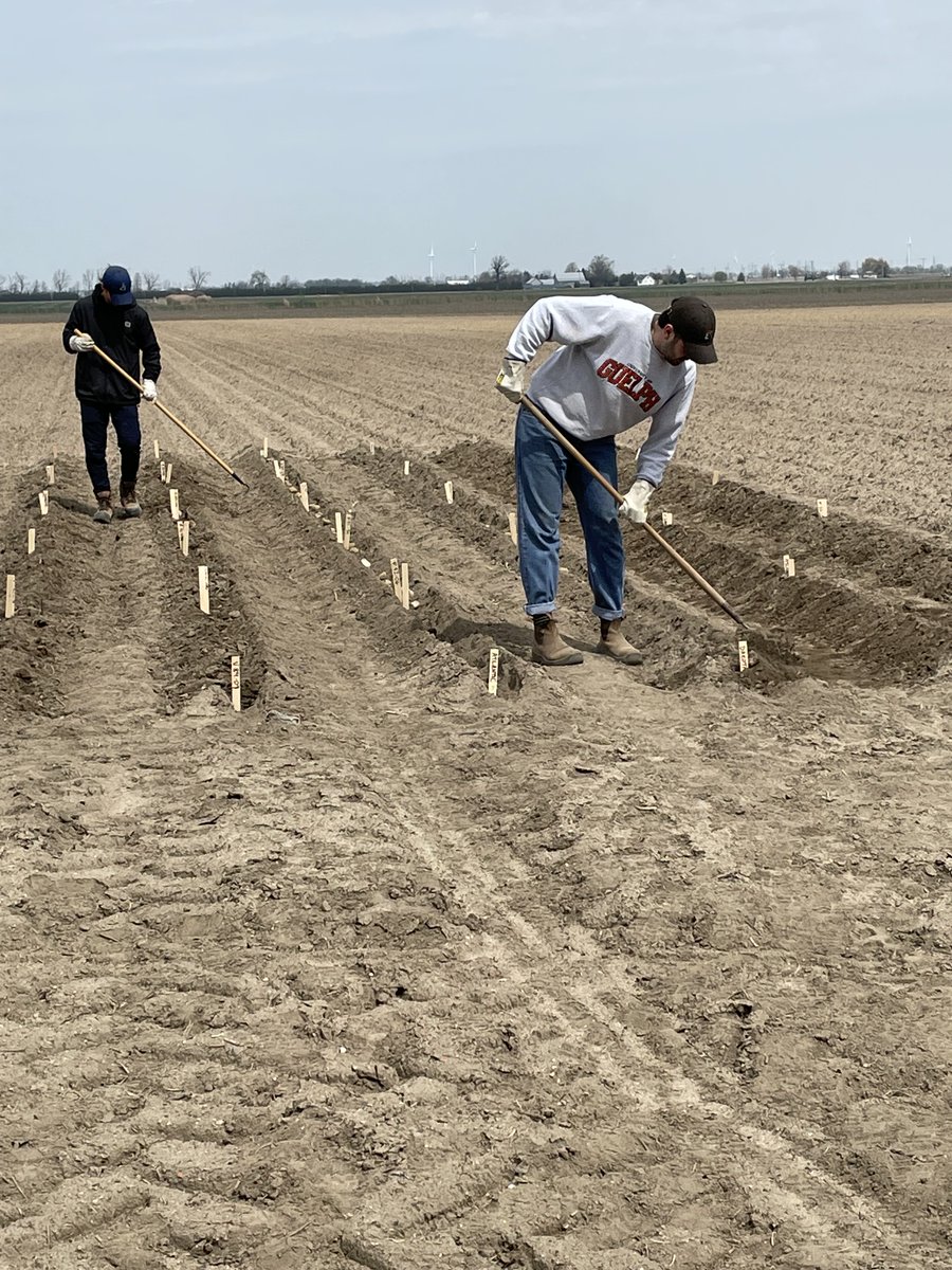 Planting early field chip trial in Leamington last week. Looking for the best July chip🥔! #potatochips #CdnAgPartnership #Ontag #plant23 #research #potatoes #CdnAg