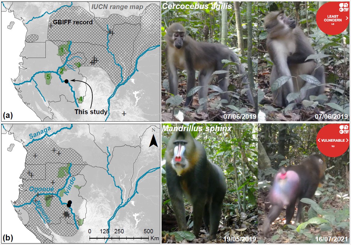 Out 📹🐒

doi.org/10.1111/aje.13…

Camera traps revealed the range extension of two amazing primates in Central Africa! This highlights the urgent need for more ground data  in this overlooked tropical region @AgroBioTech @Cirad #SWMProgramme
#WildlifeConservation #CameraTraps