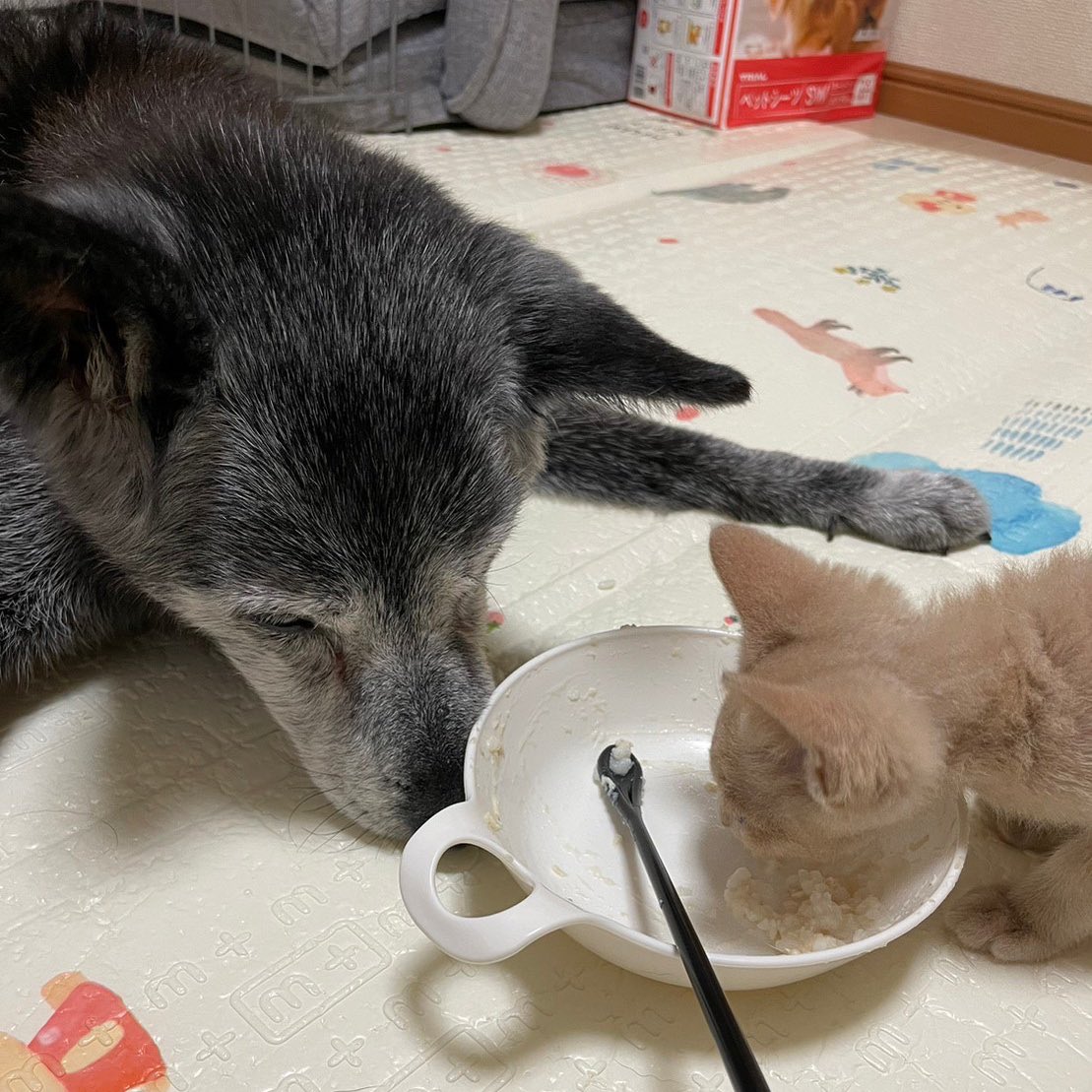 xxhama2's tweet photo. ブリと、我が家の子になる前のダニエル！こんなに仲良さそうなのに我が家に来た時犬ちゃん達に対してめちゃくちゃキレ散らかしていた(笑) https://t.co/O0XlFRp9NA