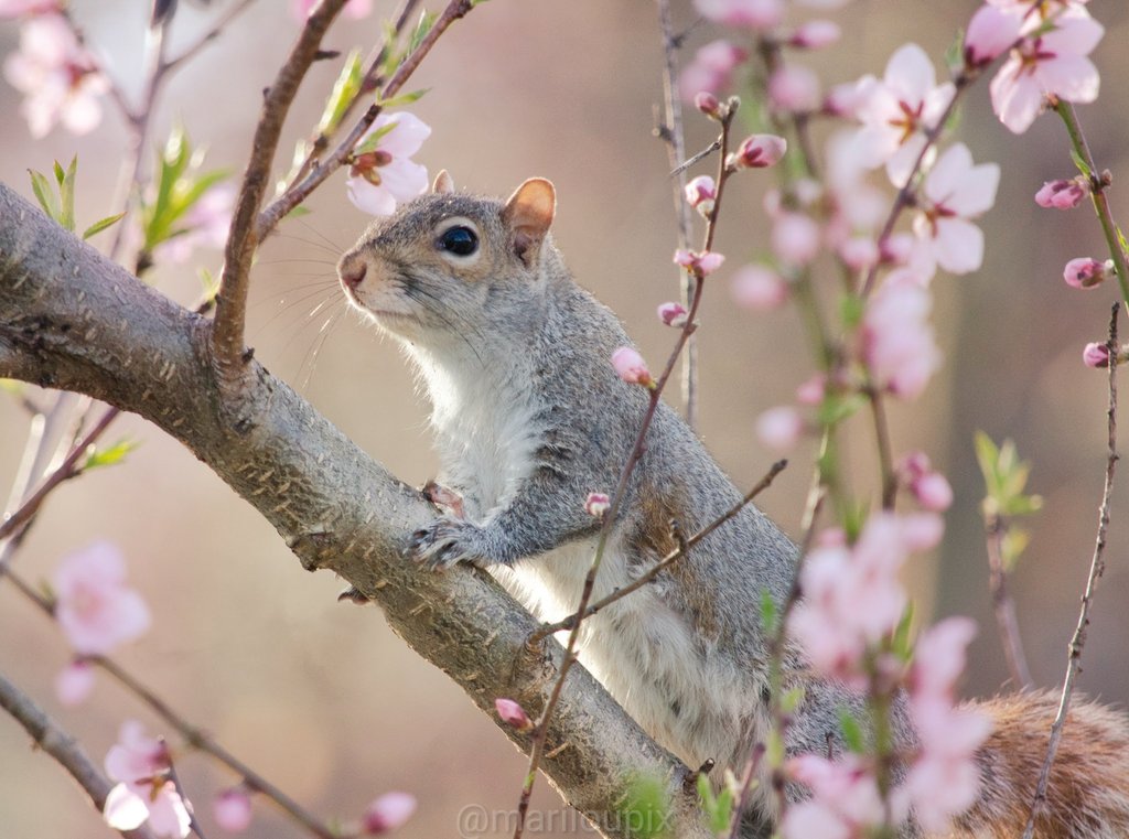 🌸Happy Monday!🌸Brighter days are ahead of us!🌸🐿️
A squirrel framed by peach tree blooms!🌸🐿️ #AprilFlowers #ThePhotoHour @DavidMariposa1 #ThePhotoHour #day113of365 #peachblooms  #NaturePhotography #photooftheday #spring #springblooms #Nikon