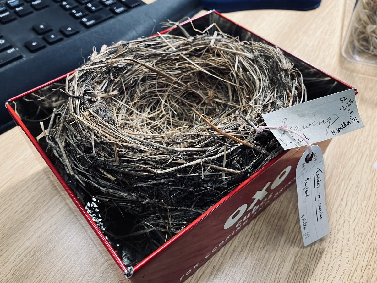 A Redwing nest donated by Henry Fraser Walter in 1852 and apparently built in England…