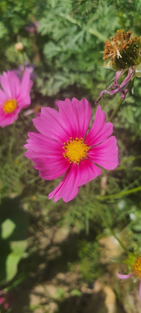 FarmsShifa's tweet photo. Fresh flowers at Shifa Farms. https://t.co/vnFbKTDbaN