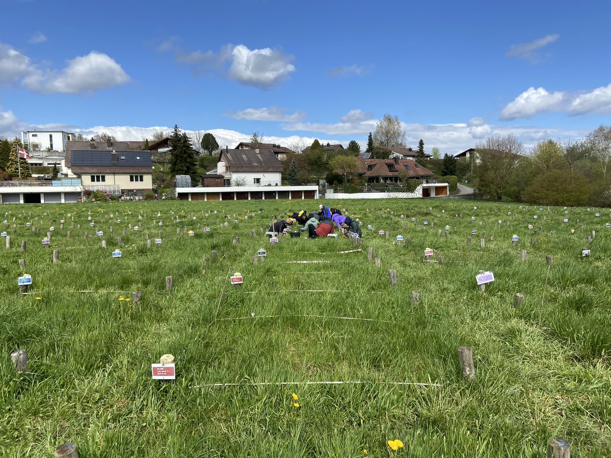 AllanEcology's tweet photo. Spring is springing and our Münchenbuchsee field-site is buzzing with research! #PaNDiv is being weeded to ensure the plots have the correct species, #BugNet phytometers being planted to test the generality of the experiment and there is measuring damage on the core plots! https://t.co/jFlfdPcGDy