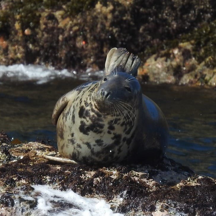 💥We have a new discount code💥
We are offering MAYDAY 1 hour seal safaris at 20% off!! 
Just use the code MAYDAY20 on the website to bag yourself some discount! 

<a href="/PadstowTIC/">Padstow Tourist Information Centre</a> <a href="/padstowharbour/">Padstow Harbour</a> @beauty_cornwall <a href="/mcsuk/">Marine Conservation Society</a> <a href="/discoverpadstow/">Discover Padstow</a> <a href="/PadstowEscapes/">Padstow Escapes</a>