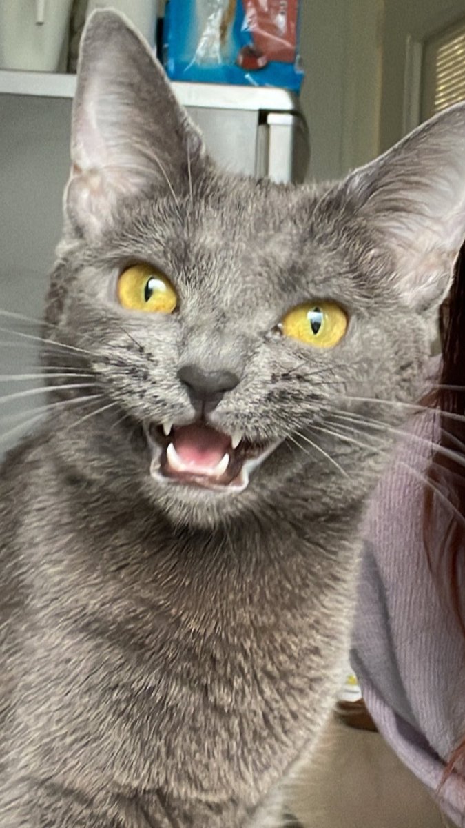 Elesse 🐟 tweet media