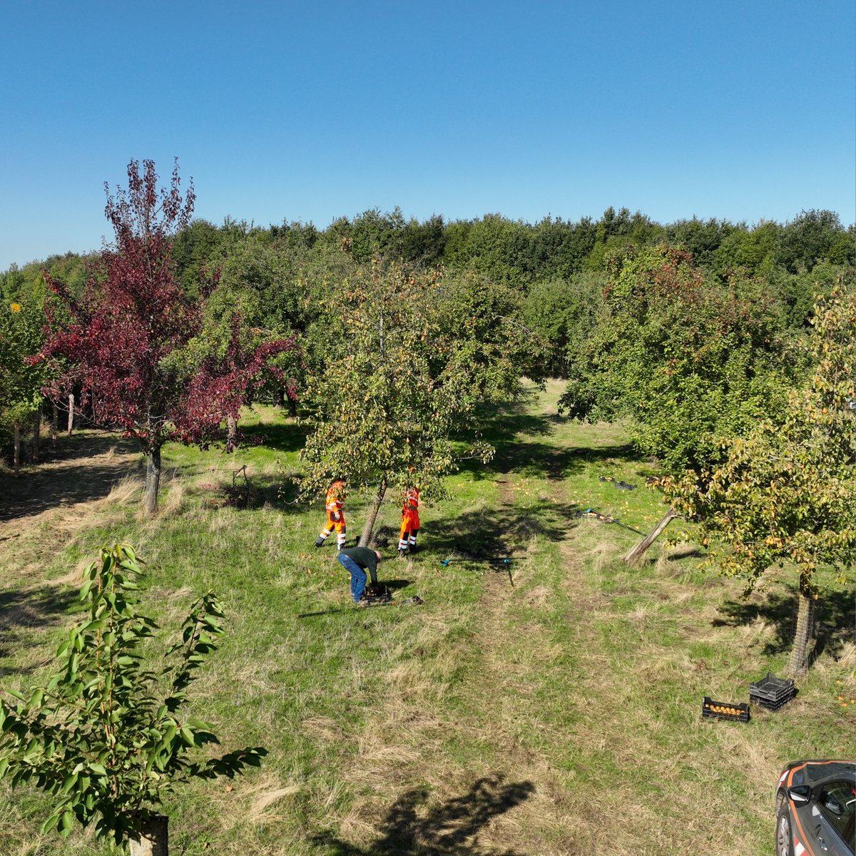 StrassenNRW's tweet photo. Passend zum Tag des Baumes: Auf ca. 136 Hektar hat https://t.co/mjSKGK2Unz bisher rund 8700 Obstbäume angelegt. Die Streuobstwiesen, wurden neben vielen anderen Maßnahmen, als Ersatz- und Ausgleichsmaßnahmen geschaffen.
#StraßenNRW #tagdesbaumes #streuobstwiese #obstbaum https://t.co/L5EUDW86nW