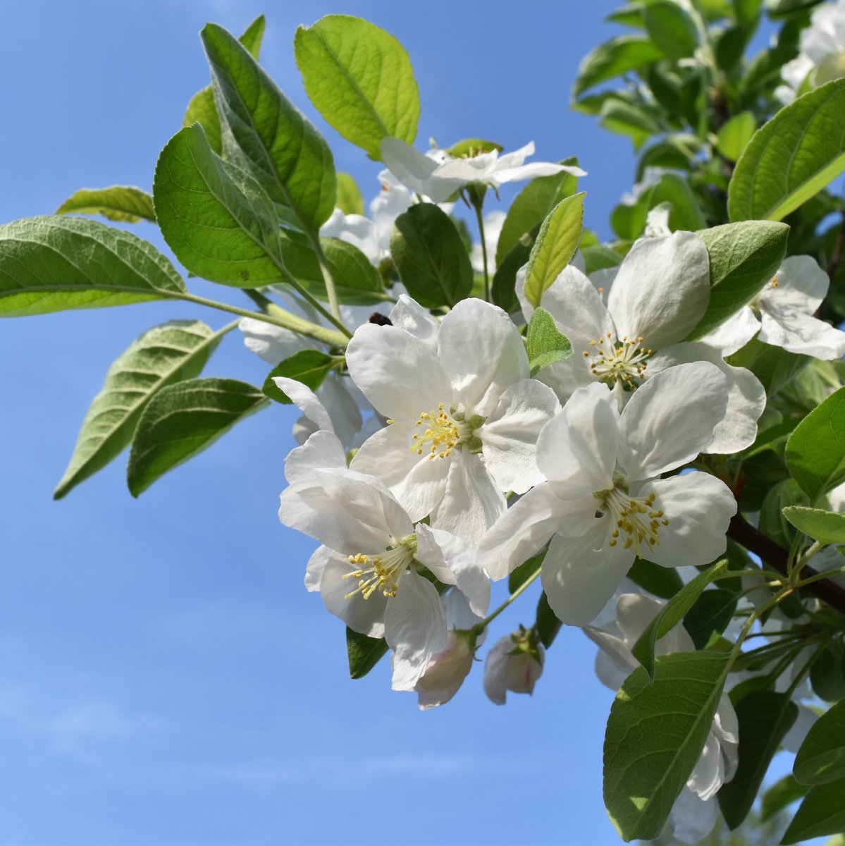 StrassenNRW's tweet photo. Passend zum Tag des Baumes: Auf ca. 136 Hektar hat https://t.co/mjSKGK2Unz bisher rund 8700 Obstbäume angelegt. Die Streuobstwiesen, wurden neben vielen anderen Maßnahmen, als Ersatz- und Ausgleichsmaßnahmen geschaffen.
#StraßenNRW #tagdesbaumes #streuobstwiese #obstbaum https://t.co/L5EUDW86nW