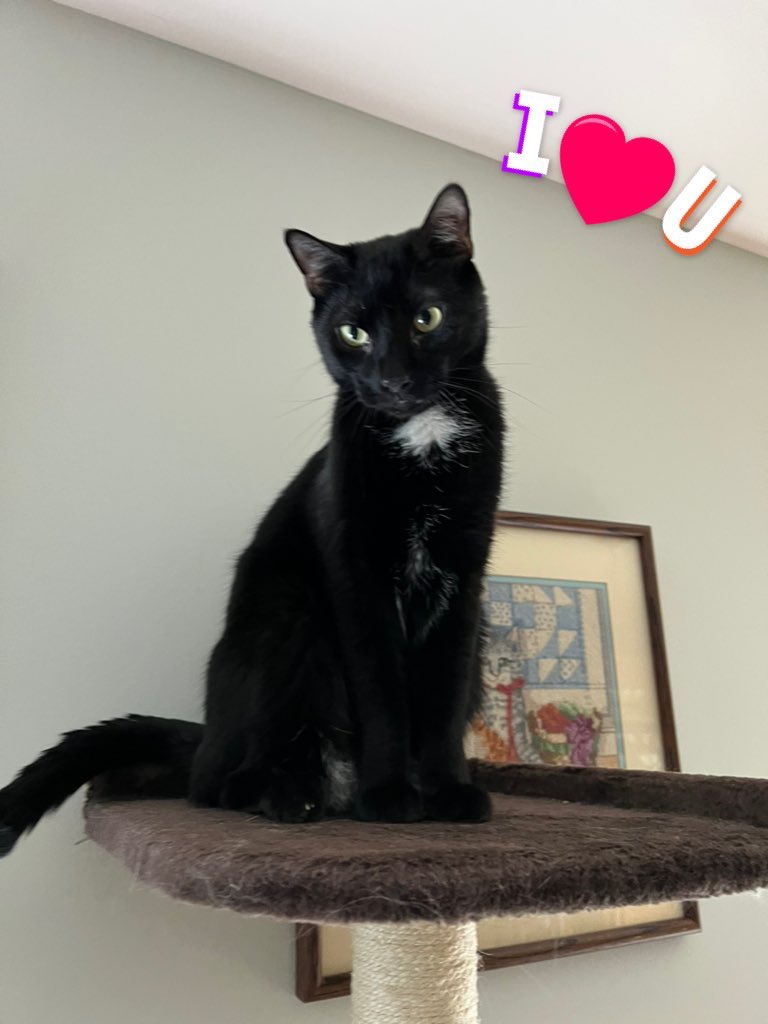 AmandaSmokeyIs1's tweet photo. @ridley_aka @Robin2020Rockin @toby_rules1 @TheCatMalice @GeneralCattis @BengalPandora @MaineCoonCatsOH @LittleMaineCoon @JusticeToAll @Purrs_TailWags @mitsy2714 @JoyOfCats I love #blackcats I don’t understand why they are the underdog of the cat world. They’re so loving and sweet. My panfurs Tommy and Amanda are awesome❣️❤️❤️🐈⬛🐈⬛ #RiPAmanda https://t.co/SstpNFq7Wm