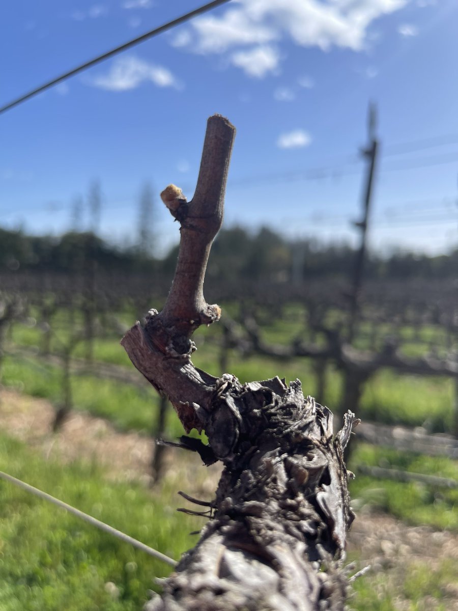The long wait is OVER!  Budbreak for our Rocky Ridge vineyard atop Howell Mountain is finally here!   From last year we are one month and 18 days behind last years Budbreak. With the warm weather we are having these vines are most certain to catch up! #napavalley #howellmountain