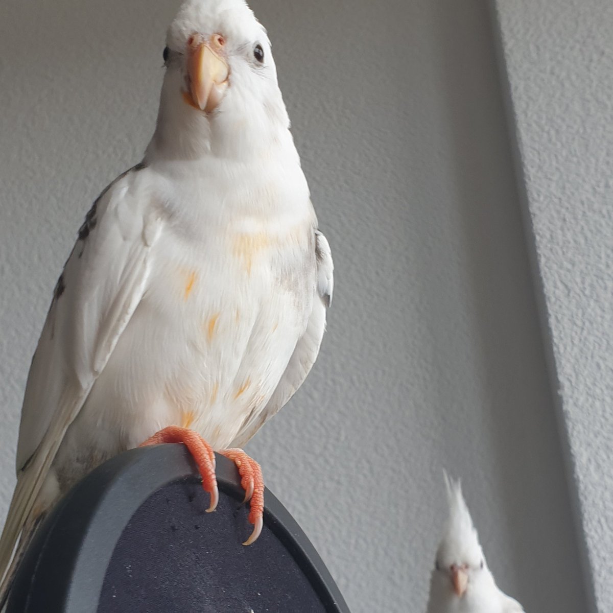 _Melo_VT's tweet photo. Je crois que les oiseaux son aller dans la poêle avec le reste de sauce tomate de hier soir...
#cockatiel #calopsitte https://t.co/EkMVkTGDKP