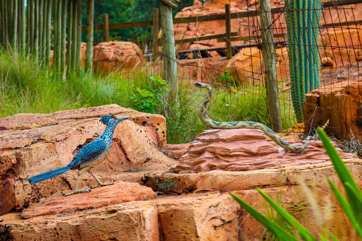 mainstgazette's tweet photo. Roadrunner vs. Rattler (May 2018)
#waltdisneyworld #wdw #disneyworld #disneyparks #magickingdom #mk #frontierland #bigthundermountainrailroad #btmrr #wdwrr #waltdisneyworldrailroad https://t.co/MsjtFyrKE9