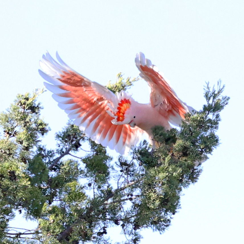 SandyHorne61's tweet image. Pink cockatoos this morning west of Cobar.